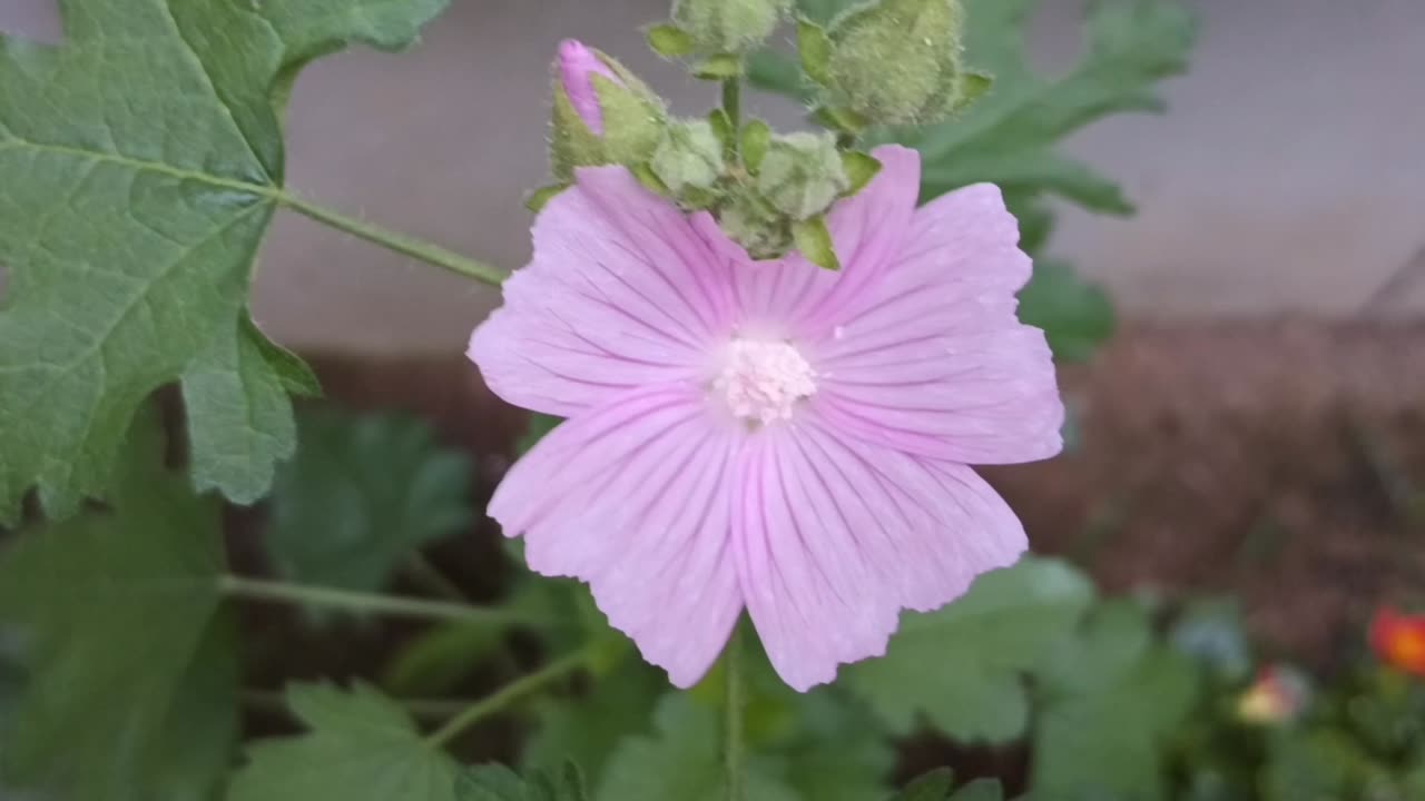 Malva alcea