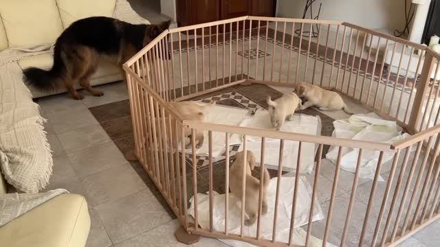 Cute German Shepherd Babysits Puppies