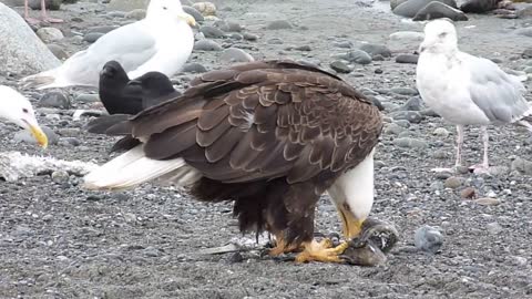 Bald Eagle Walking