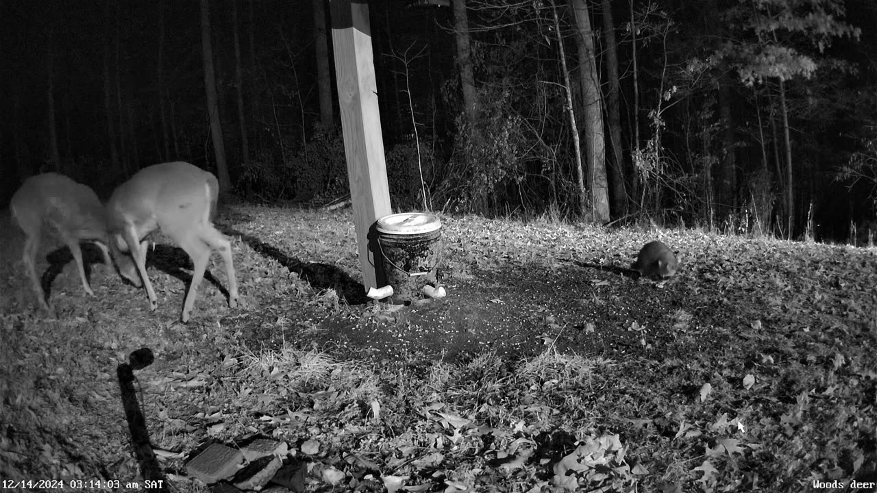 Bucks Fight at Critter cams