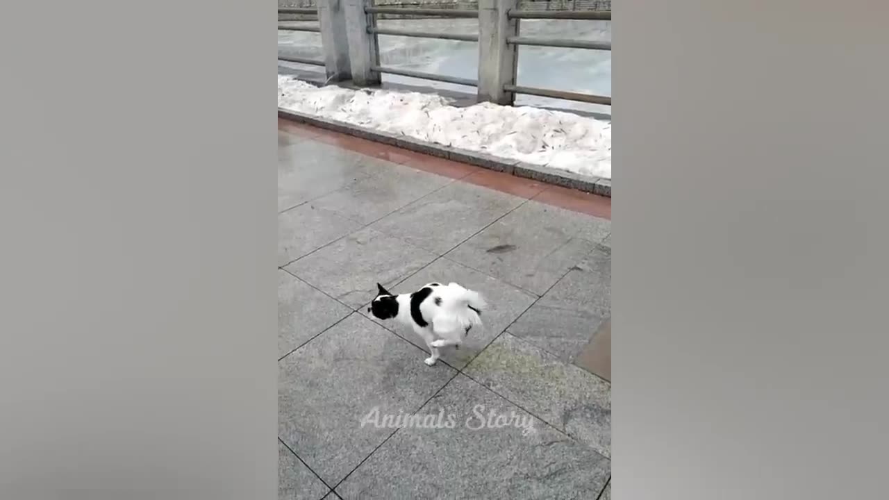 Funniest Animals Video - Best Cats😹 and Dogs🐶 Videos of 2023 Compilation!#