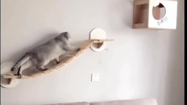 Cat Jumping To The Box, But No Success - TikTok Cats (#Funny #Animals #437)