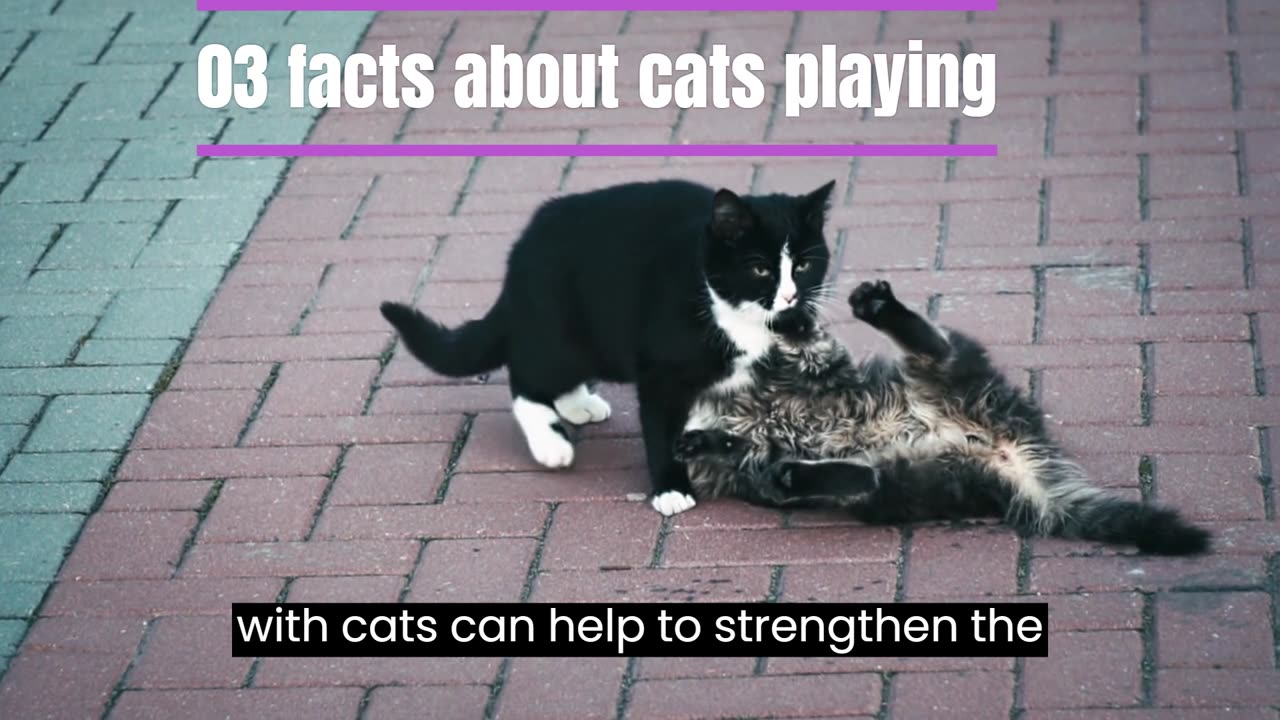 03 facts about cats playing