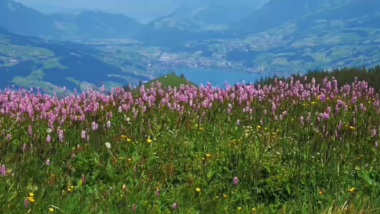 flower dancing