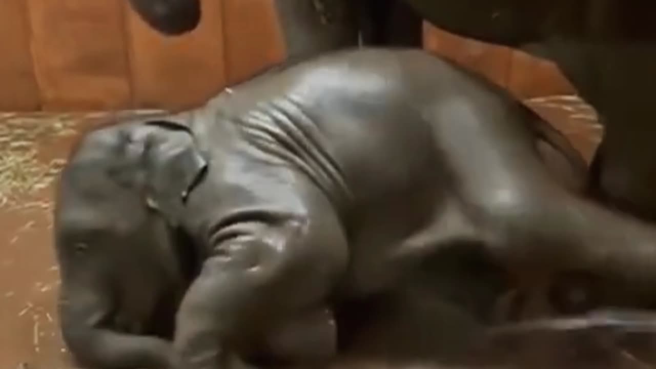 Cute baby elephant | #short #rumble short #rumble video #elephant