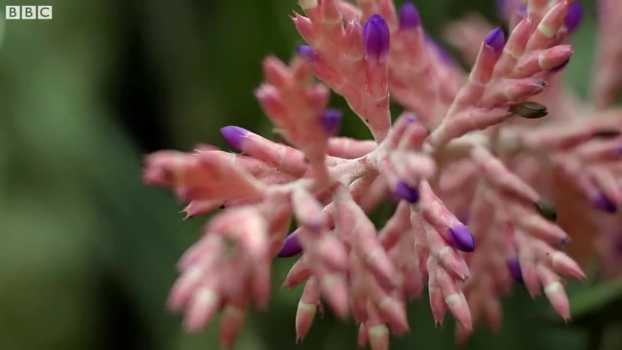 The Delightful Dance of Hummingbirds | The Wild Place | Relax with Nature | BBC Earth