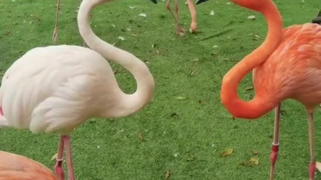 Do you understand the birds? # Flamingos