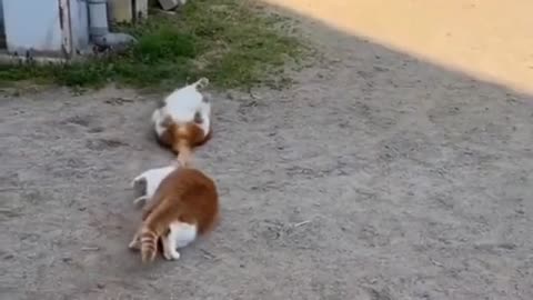 Cats doing funny things