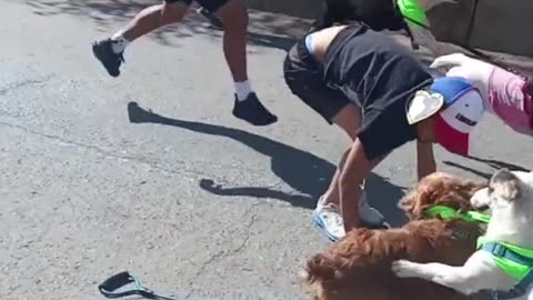 Dogs Participate In Chaotic Downhill Race