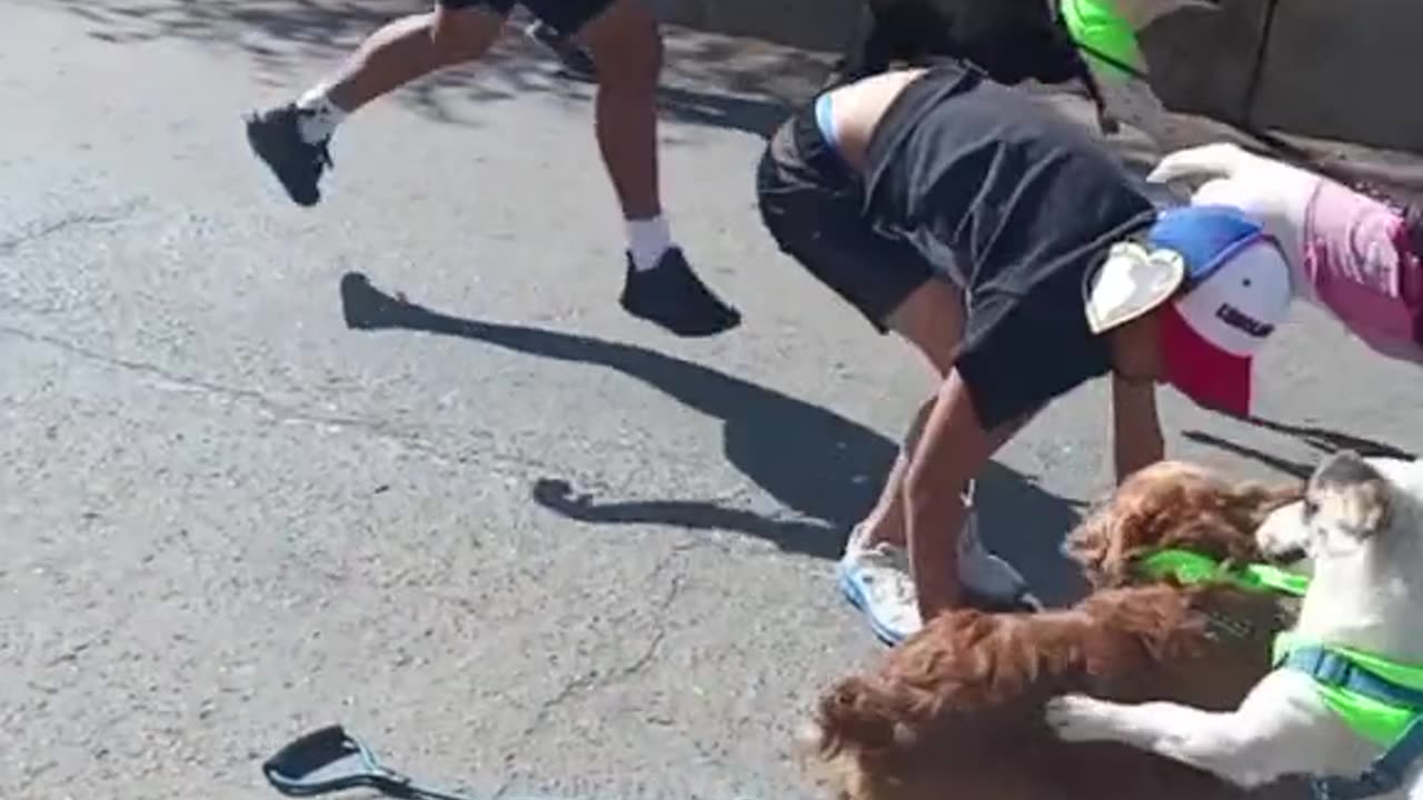 Dogs Participate In Chaotic Downhill Race