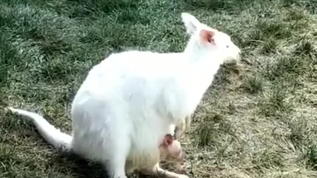 The white, clean kangaroo