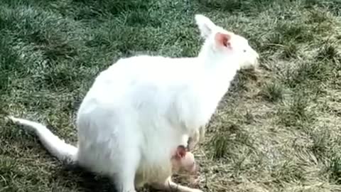 The white, clean kangaroo