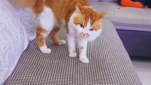 #funny cat