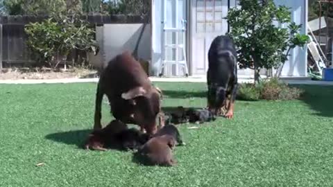 Doberman mom keeping dad away from the pups