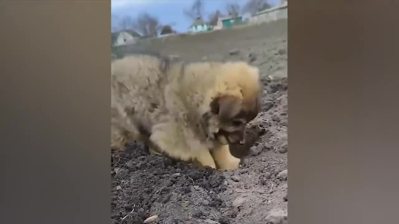 The most funny animals play with dogs and cats 2021 No #64