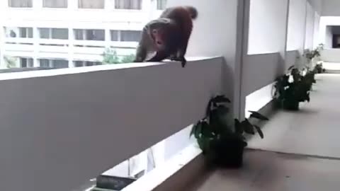 Amazing funny monkey