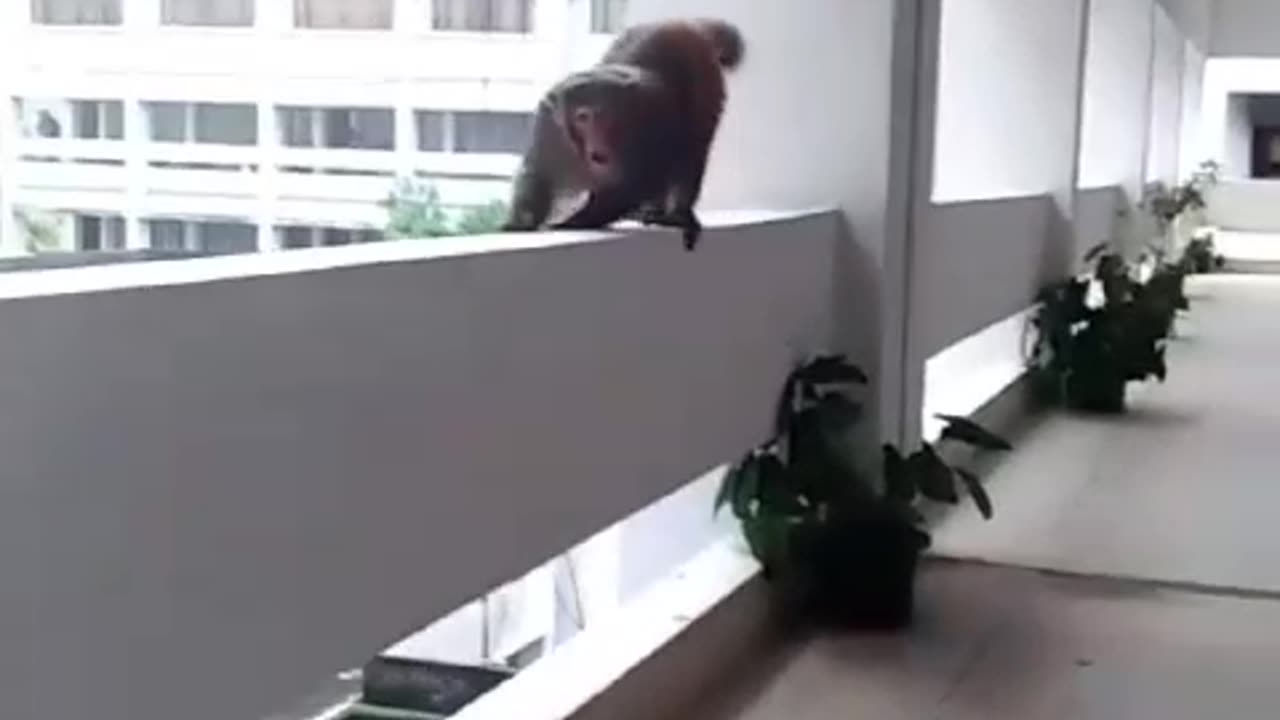 Amazing funny monkey