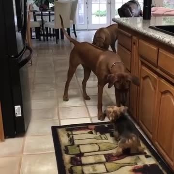 Big dog strategically whacks hoof from mouth of little dog