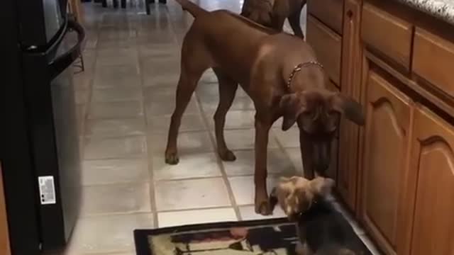 Big dog strategically whacks hoof from mouth of little dog