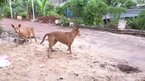 How Dogs React When Seeing Stranger 5 - Running, Barking_ _ Viral Dog_rumble