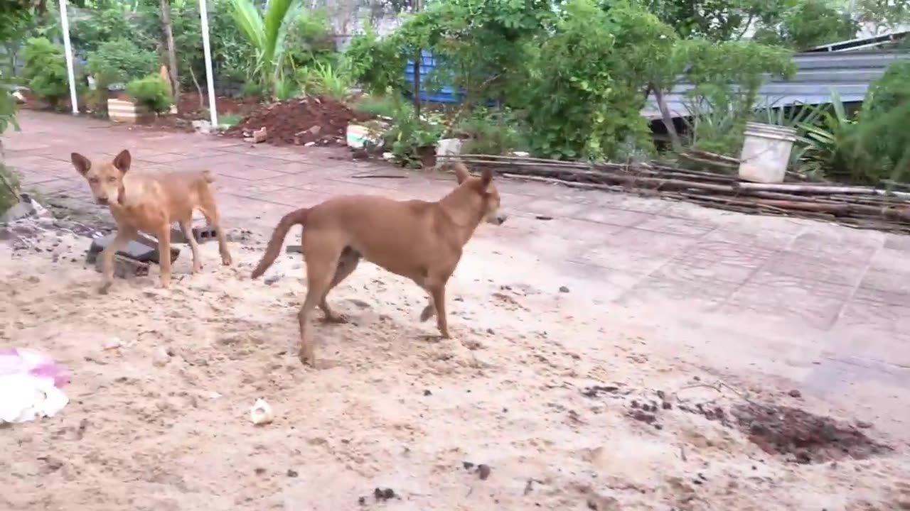 How Dogs React When Seeing Stranger 5 - Running, Barking_ _ Viral Dog_rumble