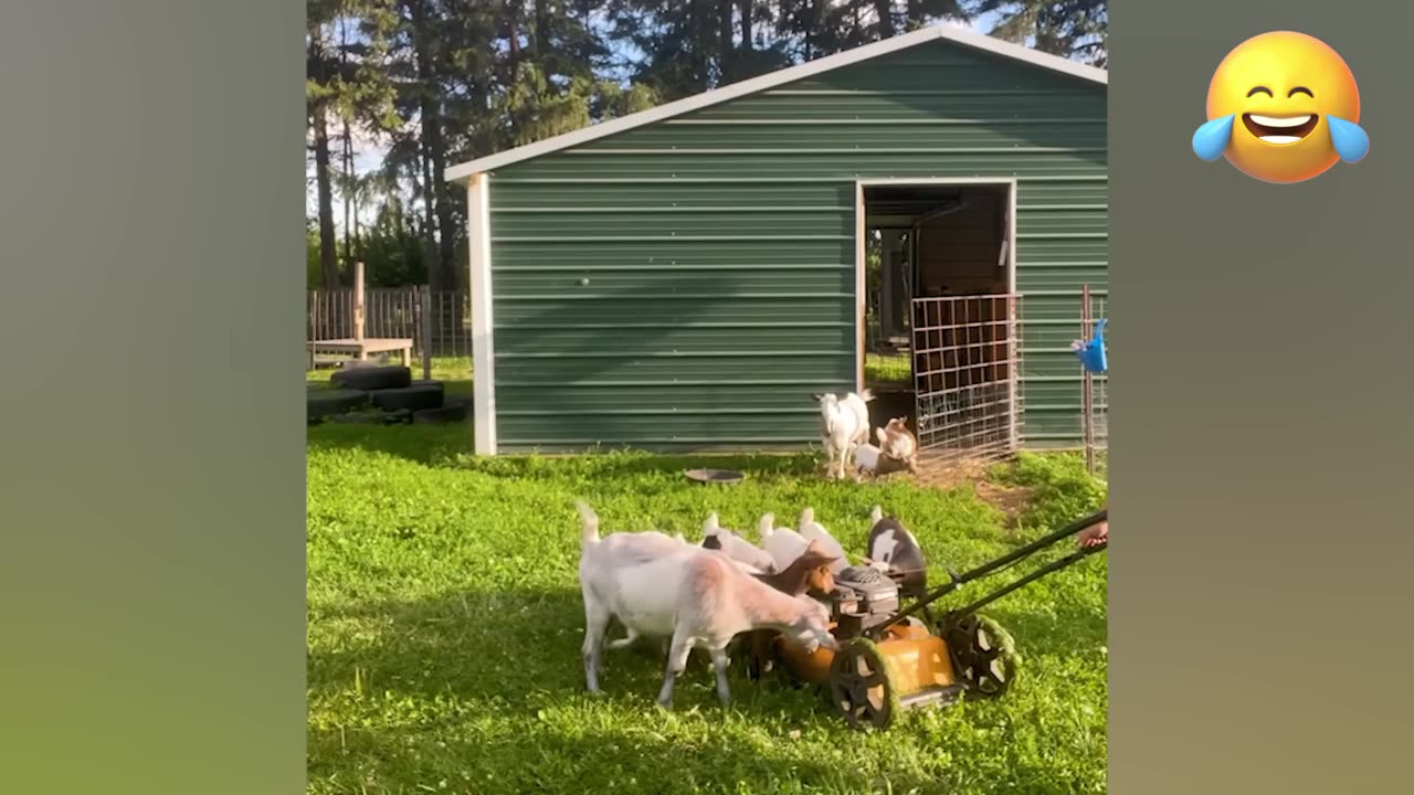 Funny Farm Pet_ Animal