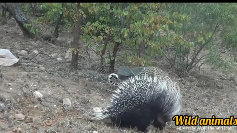 Video Showing Porcupine Defending Itself From Leopard Causes