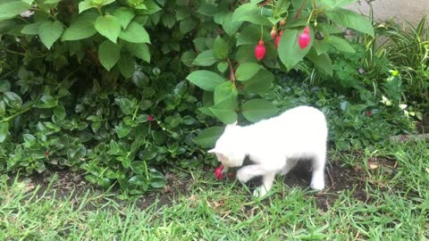 white♡ cat ♡playing♡