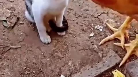 Funny cat