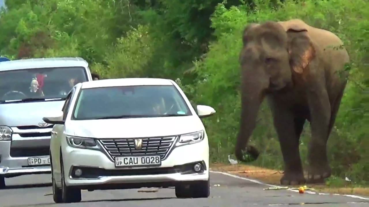 Wild Elephants' Food Quest Revealed