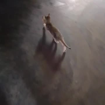 Baby cat sweet and funny cat video new video baby cat funny video