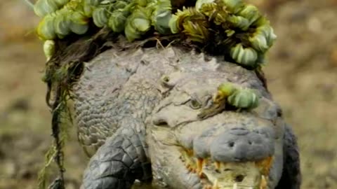 Crocodile Attack at the Watering Hole | Planet Earth III | BBC Earth