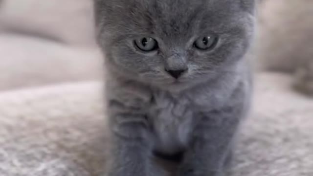Cuteness overload 🥺 #britishshorthair #cat #fyp