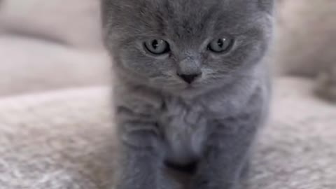 Cuteness overload 🥺 #britishshorthair #cat #fyp