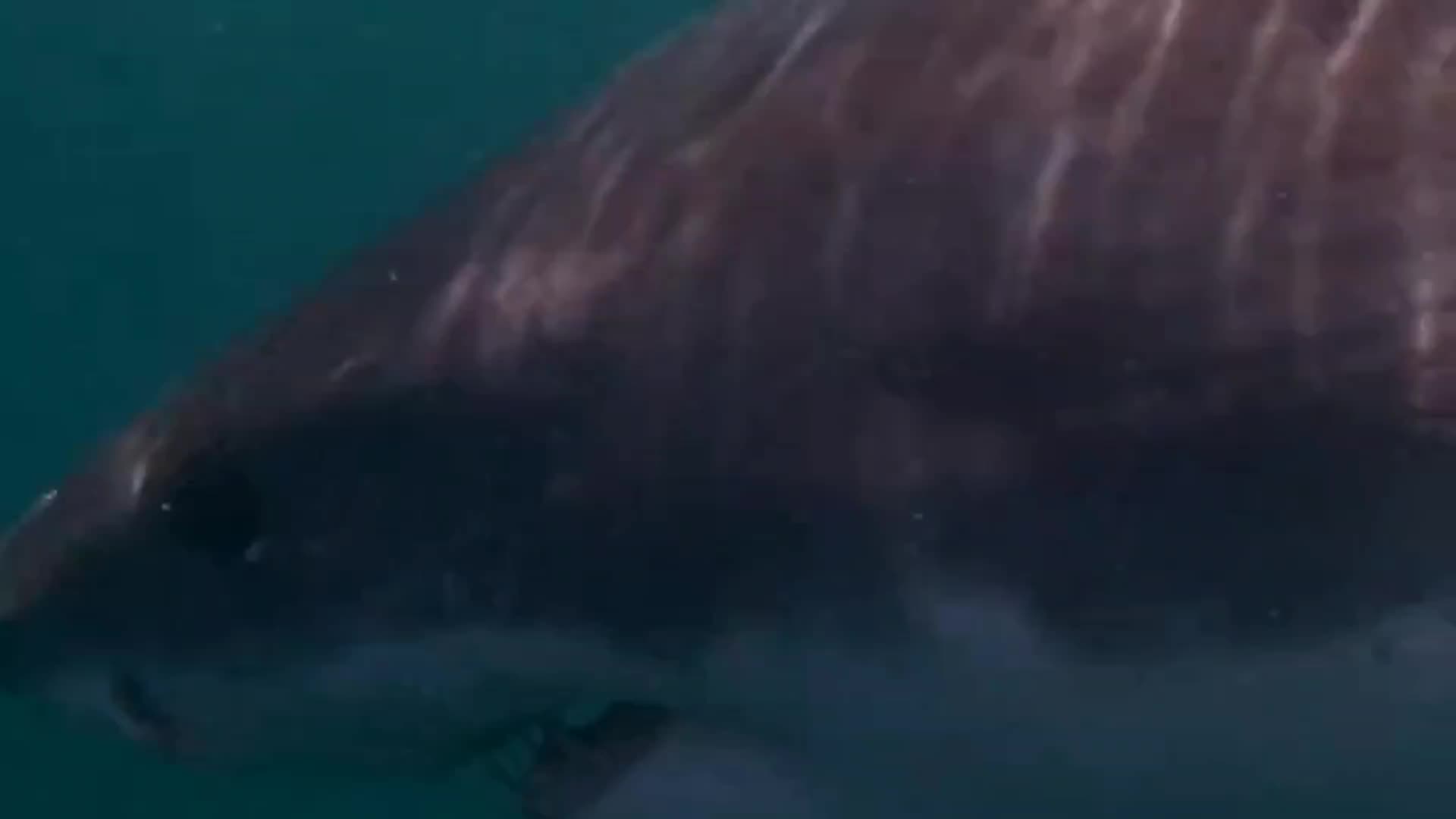 Shark Rumble WOW A BIG SHARK 🤩