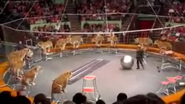 Tiger circus