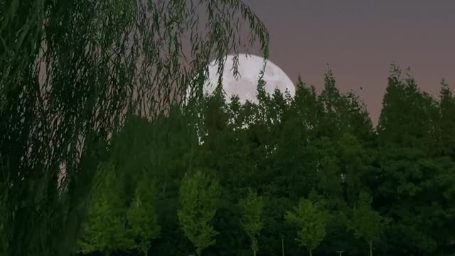 #The wind blows willows