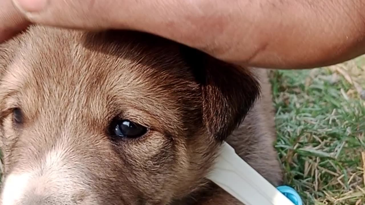 Dog 🐕 baby 🍼