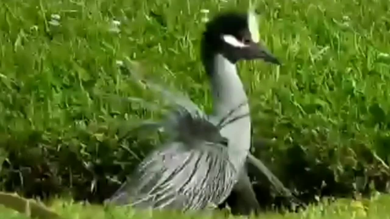 Yellow-Crowned Night Heron