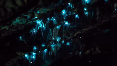 Glowworms in New Zealand