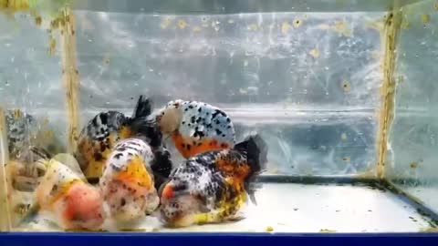 The most beautiful Calico Ranchu goldfish collection-7