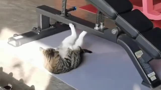 Cat try six pack in gym