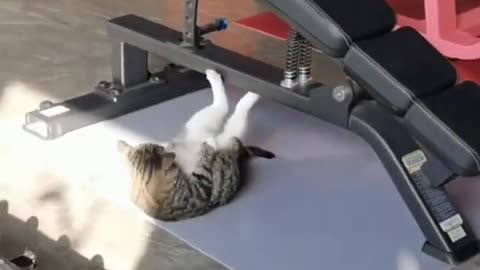 Cat try six pack in gym