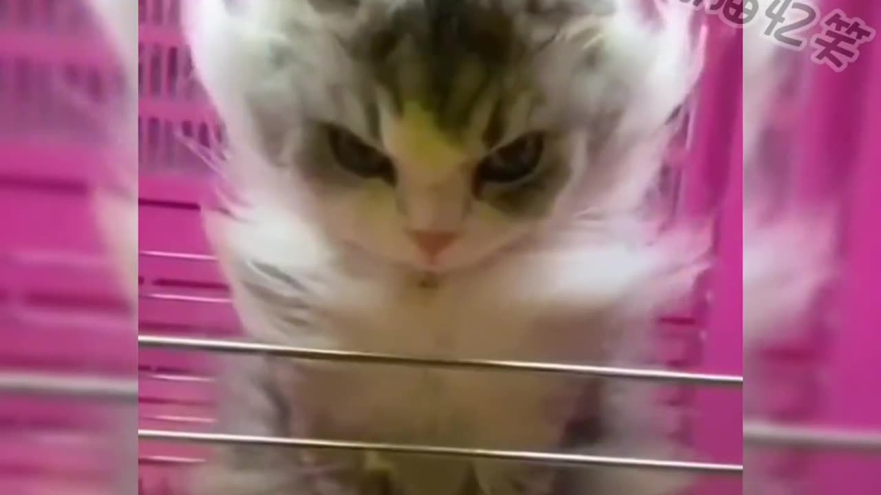 Funniest Animals 2023 😂 Funny Cats and Dogs 🐱🐶 | Funny Animal Videos #14
