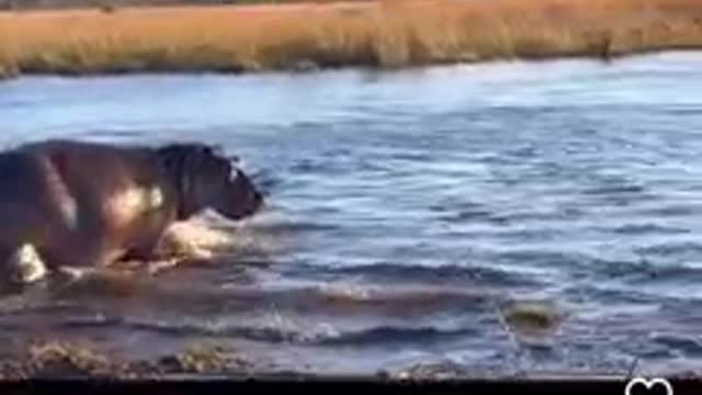 Why lions fear Hippopotamus 🦛