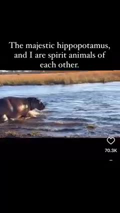 Why lions fear Hippopotamus 🦛