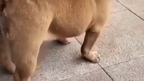 Funny dog