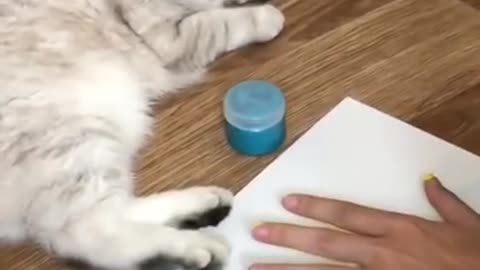 Cats and dogs - cats meowing - cats funny videos #shorts