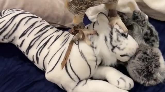 Startled by the owl's posture