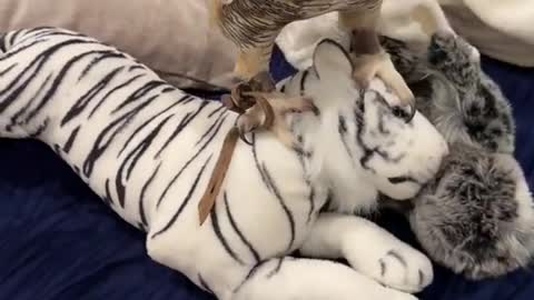 Startled by the owl's posture